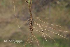 Indigofera glandulosa